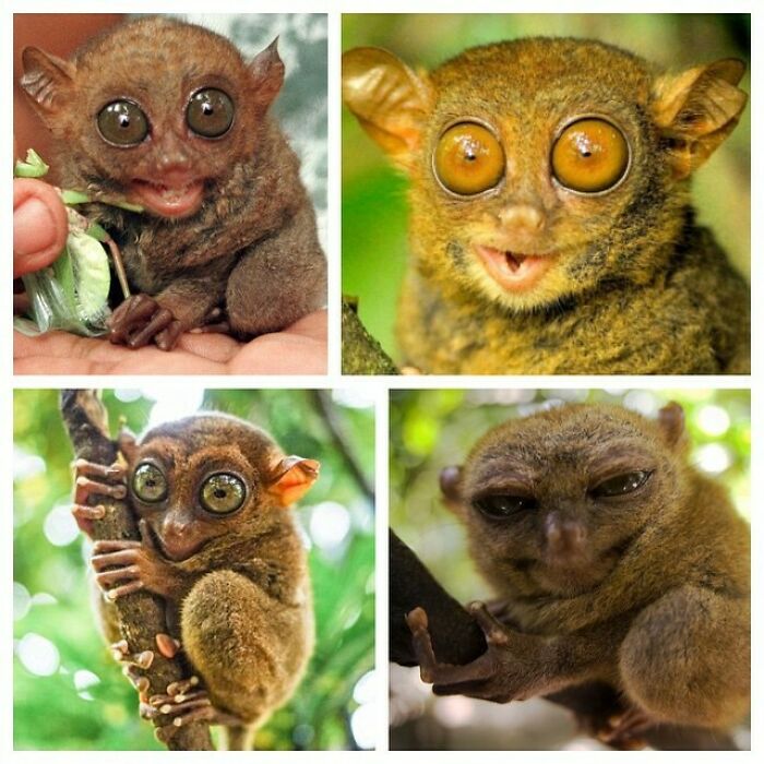 A Tarsier Is A Small Primate, Weighing Around 150g
