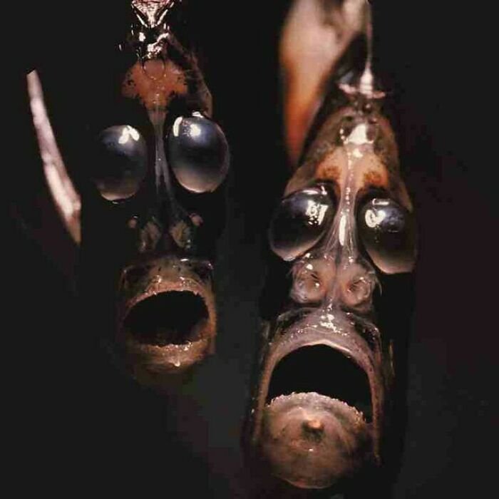 Deep-Sea Hatchetfishes Are Small Deep-Sea Mesopelagic Ray-Finned Fish