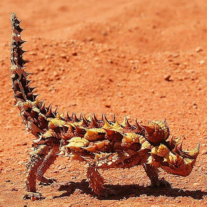 The Thorny Dragon Or Thorny Devil Is An Australian Lizard, Also Known As The Mountain Devil, The Thorny Lizard, Or The Moloch