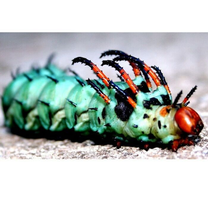 Hickory Horned Devils: With Their Spiky Horns And Impressive Length (Up To 6 Inches), Mature Hickory Horned Devils Can Be Rather Intimidating Creatures