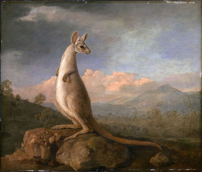 The Kongouro From New Holland (1772) By George Stubbs
