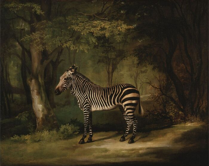 Zebra (1763) By George Stubbs