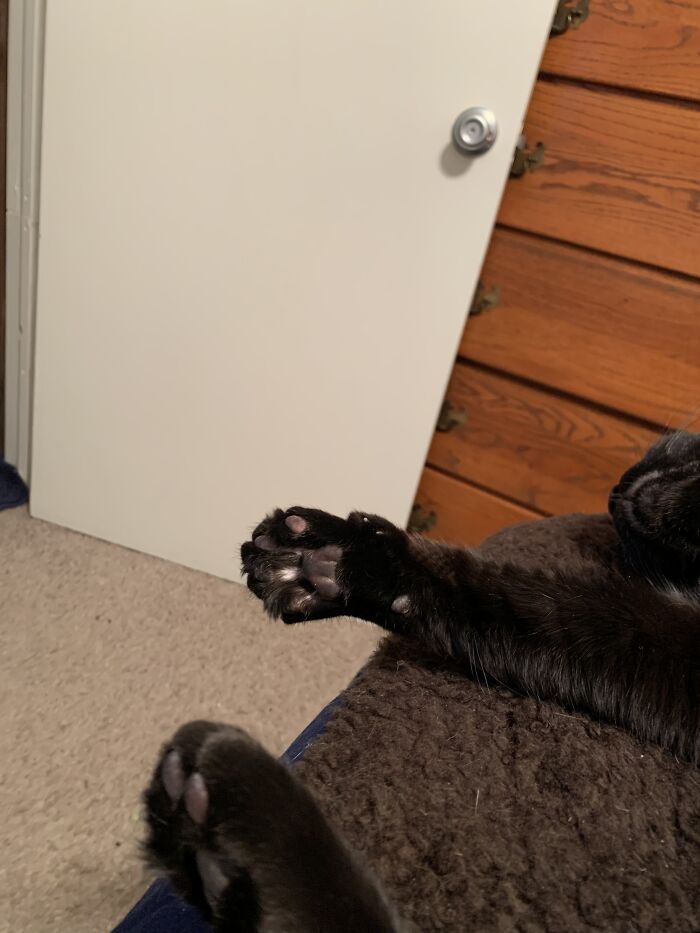 Toe Beans Too Cute To A-Void
