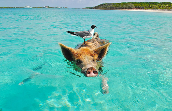 Feed The Swimming Pigs Of Exuma