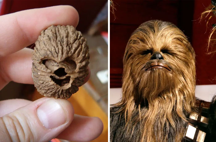Chewbacca and similar looking nut shell