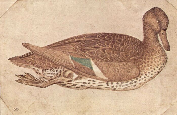 Duck (1440) By Pisanello