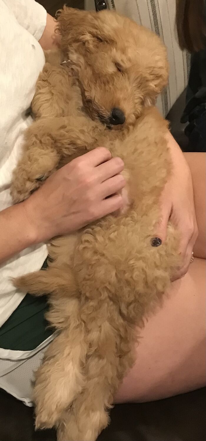 This Is Harrison Ford. He Is A Golden Doodle