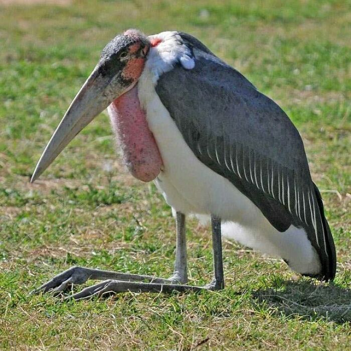 The Marabou Stork Is A Large Wading Bird In The Stork Family Ciconiidae