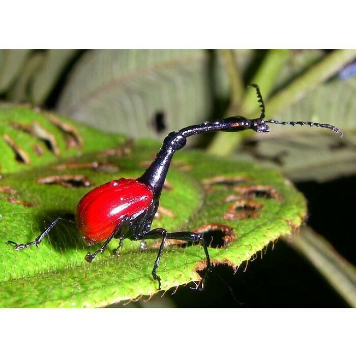 The Giraffe Weevil Is A Weevil Species Endemic To The Forests Of Madagascar