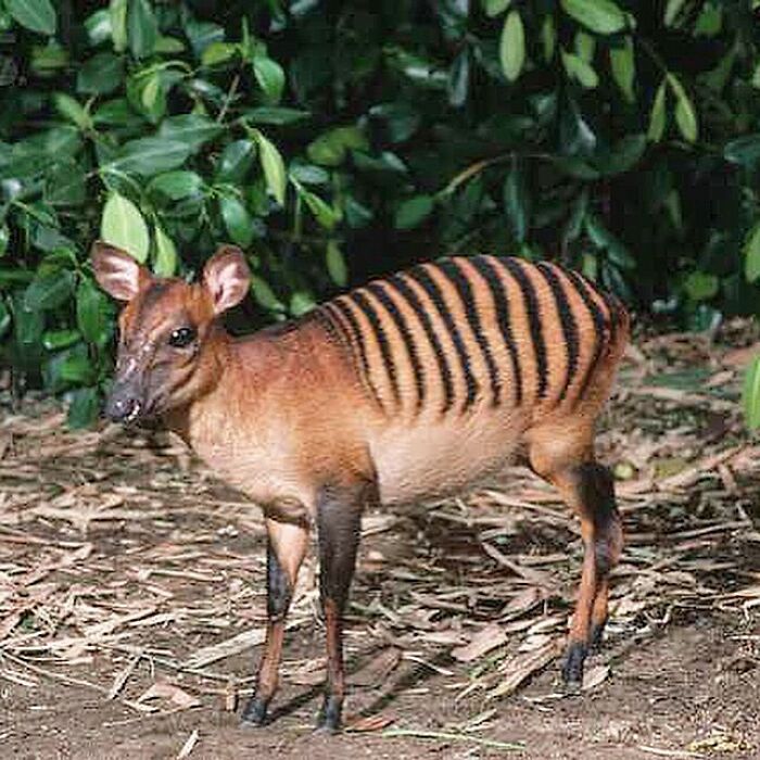 Zebra Duiker Is A Type Of Small Antelope