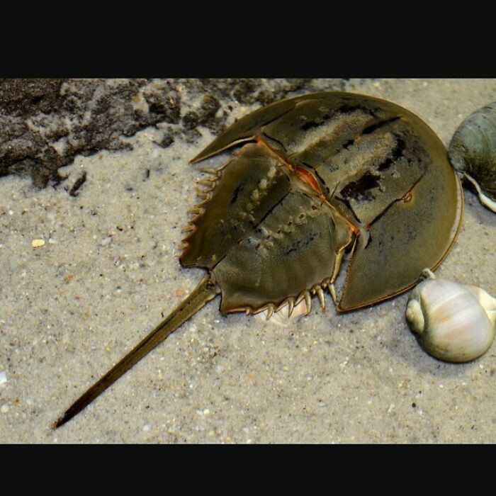 Horseshoe Crabs Are Marine Arthropods Of The Family Limulidae And Order Xiphosura Or Xiphosurida, That Live Primarily In And Around Shallow Ocean Waters On Soft Sandy Or Muddy Bottoms