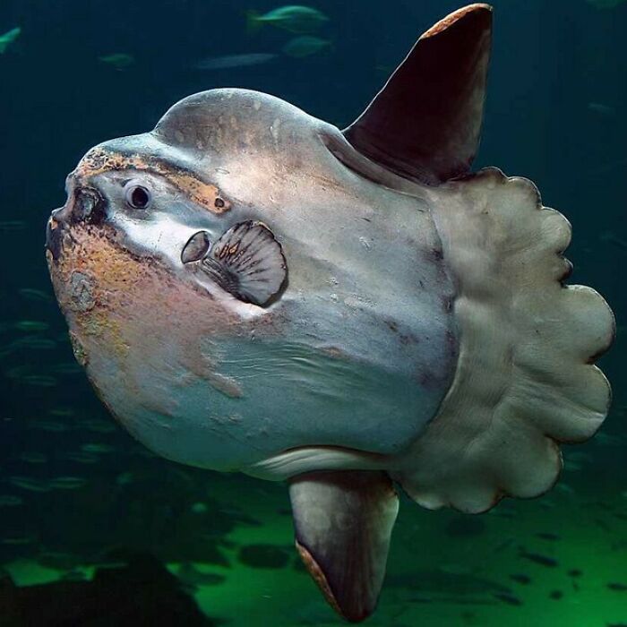 This Strange Fish (Yes, It Is A Fish!) That Looks More Like A Gigantic Rock Or Fossil Is Actually The Heaviest Known Bony Fish In The World