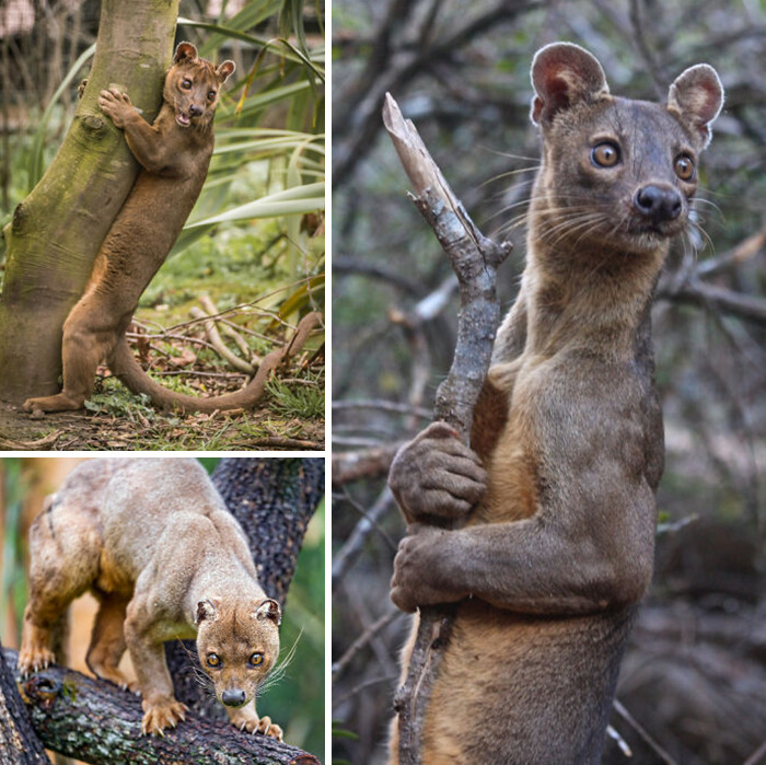 The Fossa Is Madagascar's Top Predator. It Is The Only Animal That Hunts The Island's Lemurs, Able To Move Swiftly Through The Trees