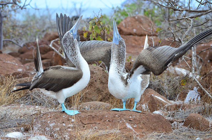 See The Blue-Footed Booby Mating Dance In Galapagos