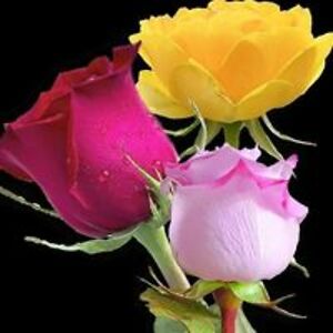 christine_dempsey avatar