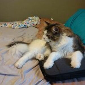 marylouschiavone71 avatar