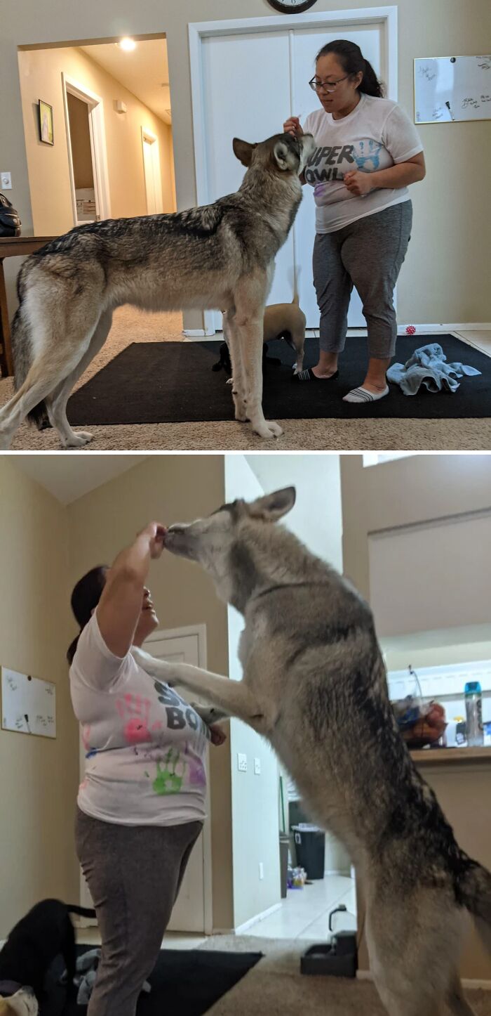 It's Wolfdog Wednesday My Dudes, Therefore Belmont Spam Day. Him At A Yr Old Before His Chest Dropped Lol With My Friend Jamilla Who Is 5'1