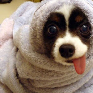 alenkakocevar avatar