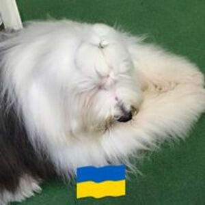 chingjenjenwo avatar