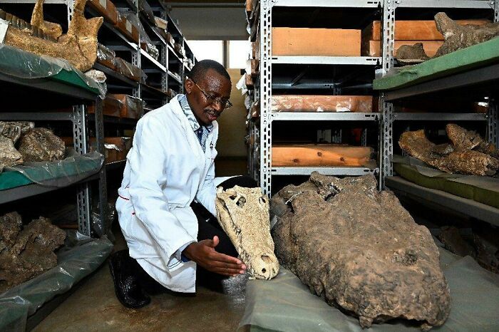 A Man Holding A Nile Crocodile Skull Next To The Skull Of The Fearsome Crocodylus Thorbjarnarsoni. A Giant Crocodile Species From The Early Pleistocene In The Turkana Basin, Kenya