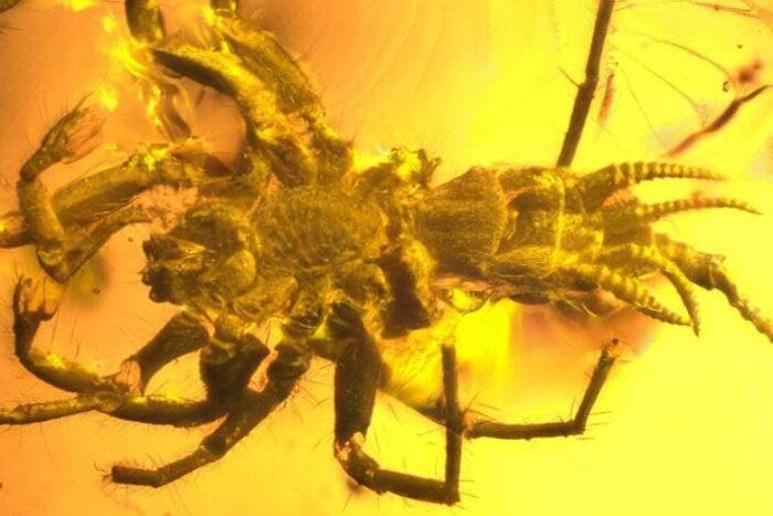 Prehistoric Spider-Like Arachnid Found Preserved In Amber