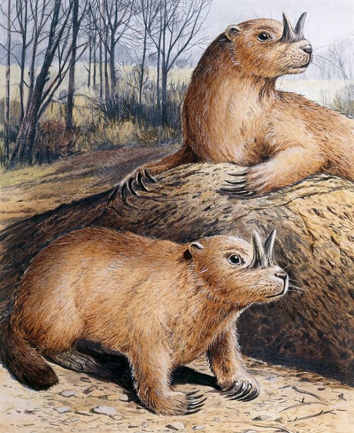 The Horned Gopher - The Only Known Rodent To Have Developed Horns