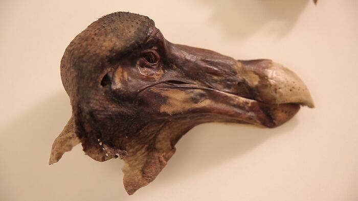 The Only Preserved Head And Skin Of The Extinct Dodo Bird, Kept At The Oxford University Museum Of Natural History