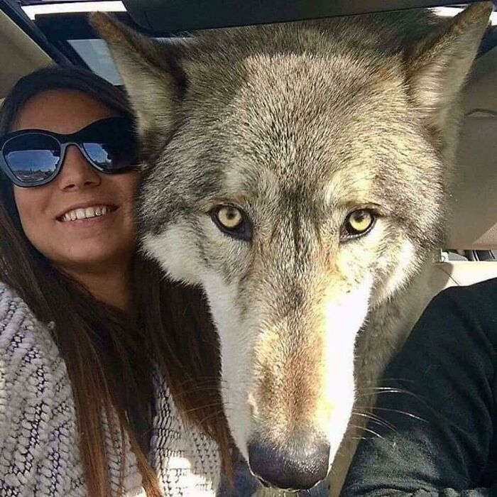 A Bad Dog Owner Dumped This Wolf-Dog At A Kill Shelter When He Got Too Big And Too Much To Handle. Luckily A Sanctuary Took Him Instead And Saved His Life!