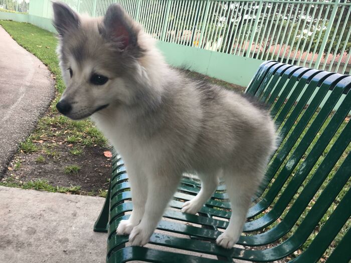 My Puppy Looks Like A Small Wolf!