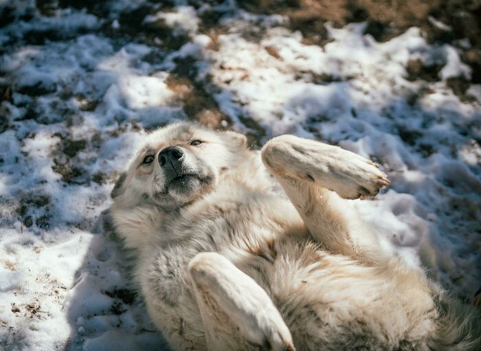 Is There Anything Cuter Than A Wolfdog Wanting Belly Rubs?