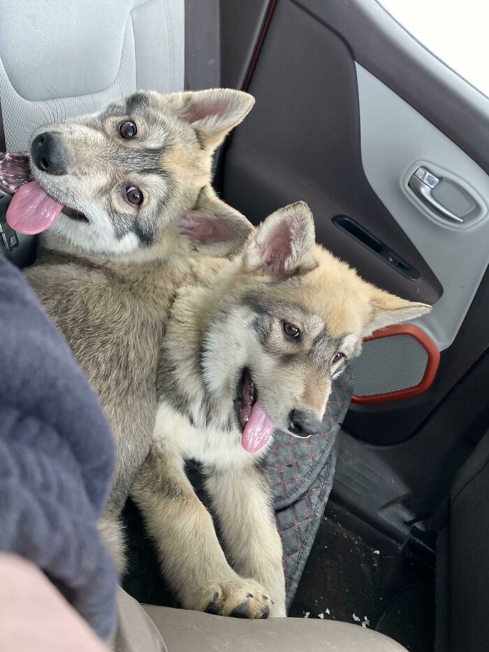 Nuevos cachorros de camino a su hogar