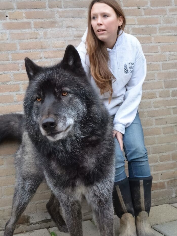A Wolf-Dog Hybrid