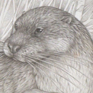 saraotterstatter avatar