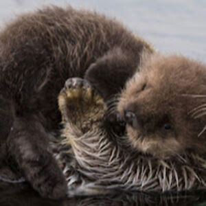 ambrosiawallenfang avatar