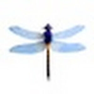 jillbracksieck avatar