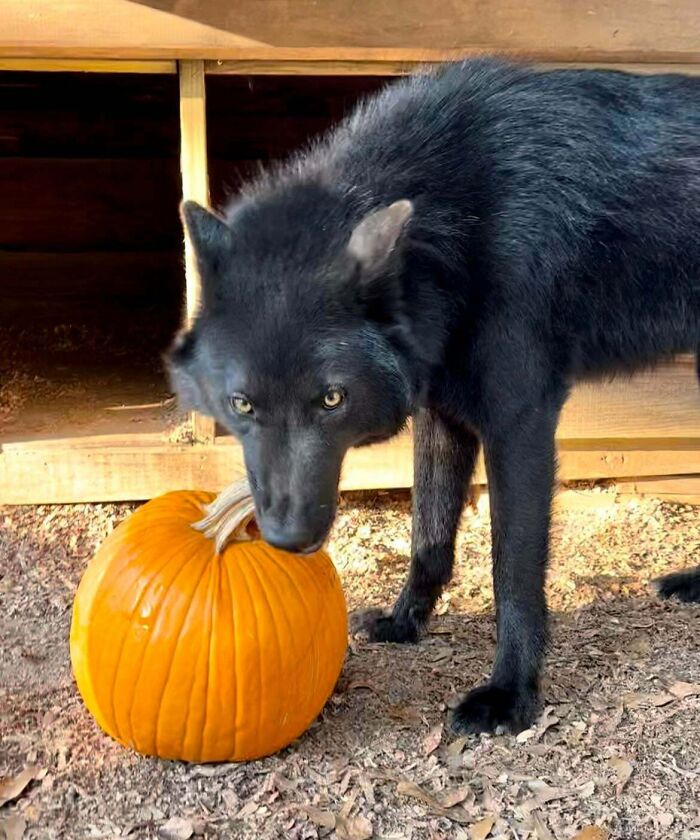 Nox Enjoyed Our Halloween Leftovers. Looks Like A Pumpkin Exploded Now
