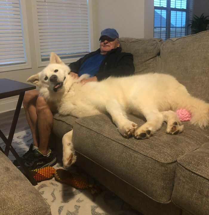 My Dad And My Alaskan Malamute Gideon. He Loves When My Dad Visits The House