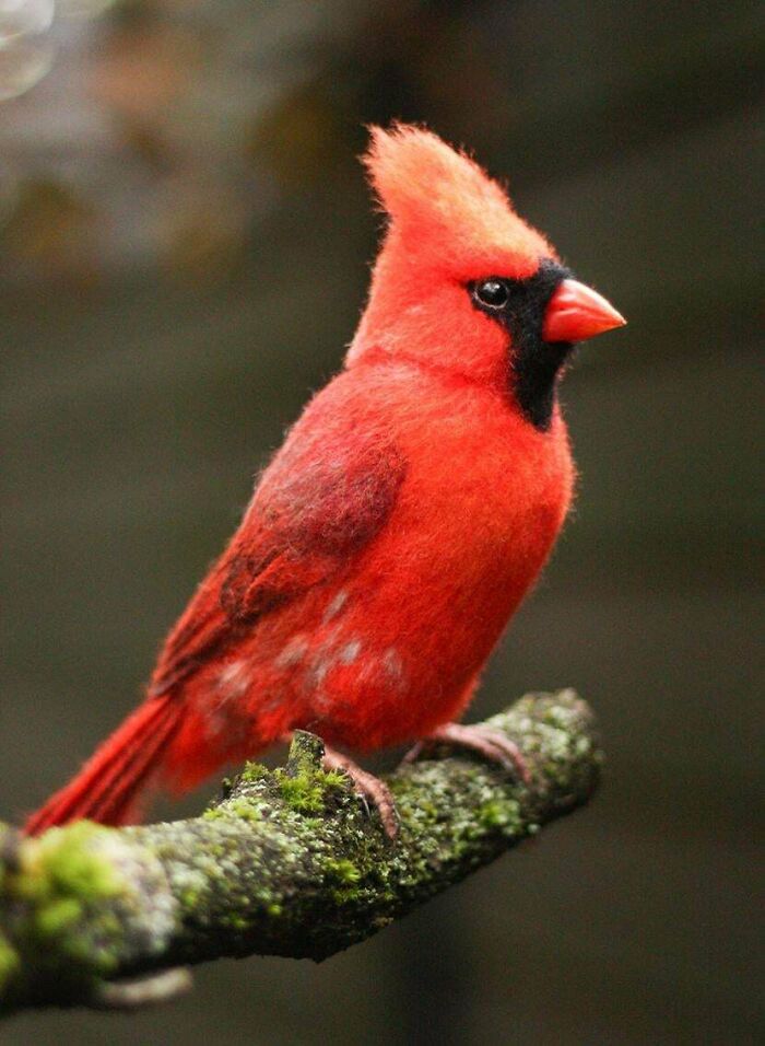 Hice un cardenal rojo de lana. Creo que ha quedado bastante bien