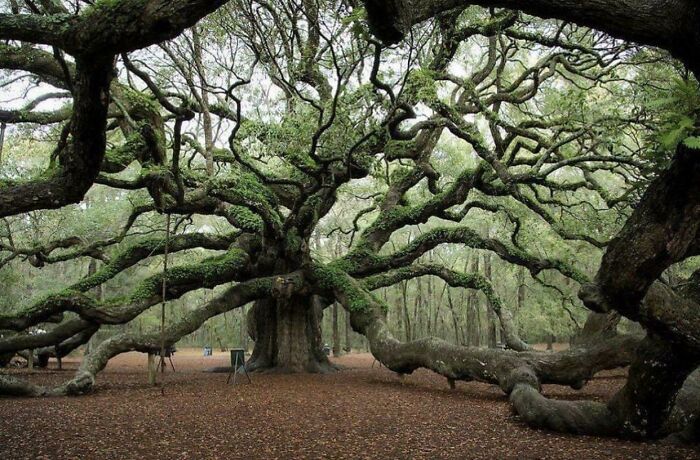 Angel Oak, The Oldest Tree East Of The Mississippi