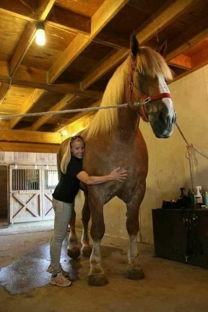 Con más de 2 metros de altura y 1.180 kilos de peso, "Big Jake" es actualmente el caballo más grande del mundo