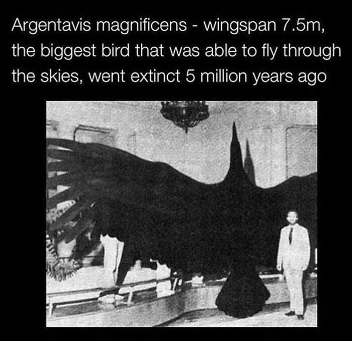Argentavis Magnificens (Literally "Magnificent Argentine Bird") Is The Largest Flying Bird Ever Discovered