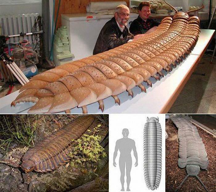 The Biggest Bug Known To Ever Live. The Arthropleura Millipede That Predates The Dinosaurs And Grew Up To 100 Pounds.