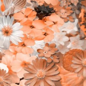 jacquelinesamuels avatar