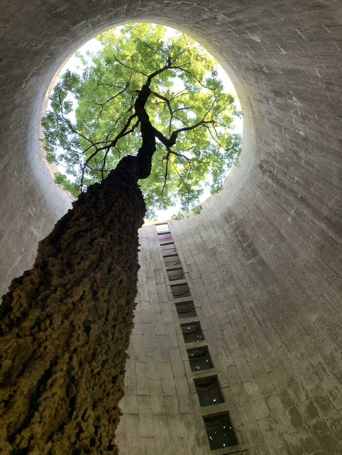 Mientras exploraba, tomé una foto de un hermoso árbol que creció dentro de un lugar abandonado