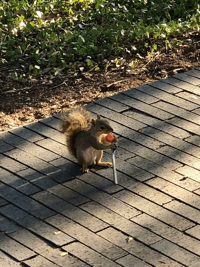  Mientras iba a clases, vi a una ardilla comiendo una fresa con un tenedor 