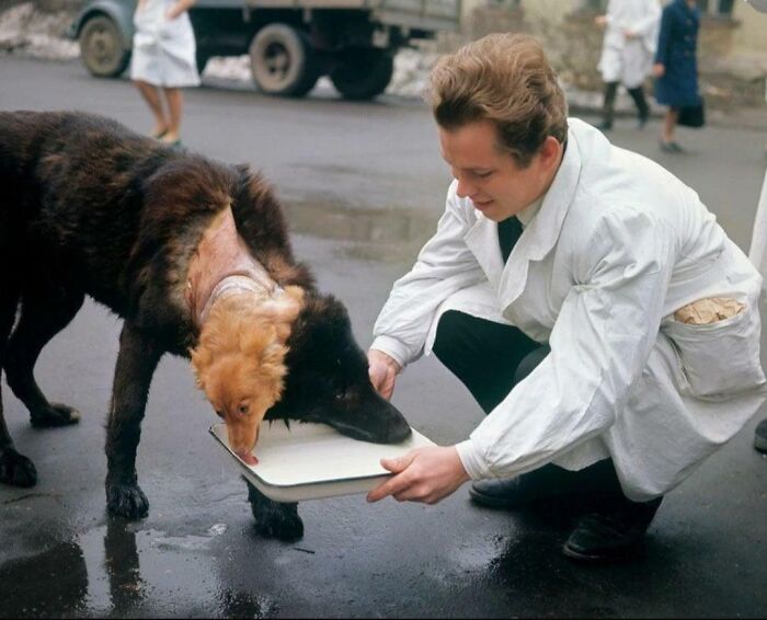 Scientist Vladimir Demikhov Giving Water To One Of His Two Headed Dog Experiment In 1955