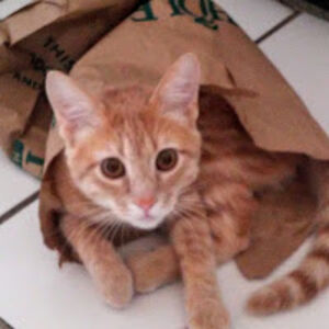 susannakhanuk avatar