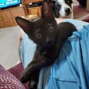 chloescarberry avatar