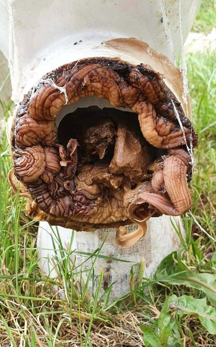 I Replaced A Toilet Because It Wasn't Flushing Properly. Now I Know Why ....but What The Hell It Is I've No Idea!!! Alien Growth Right Under Their Bums