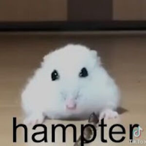 hampter avatar